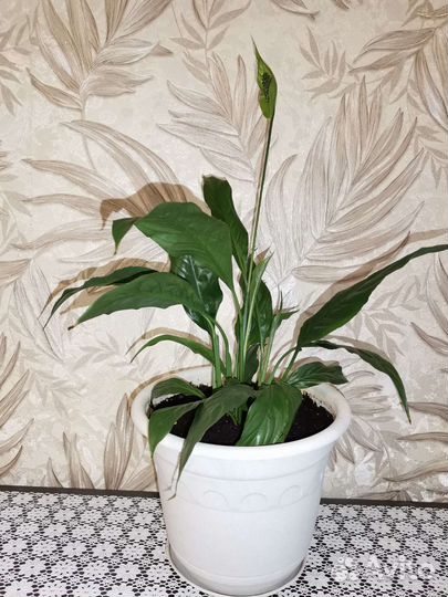 Спатифиллум