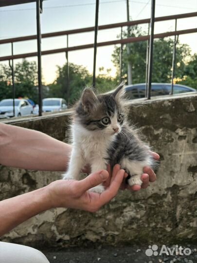 Котик в добрые руки