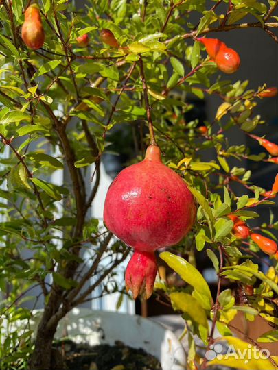 Комнатные плодоносящие растения и лавр