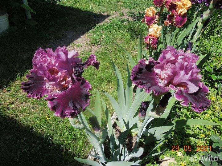 Ирисы сортовые