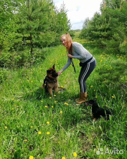 Передержка собак