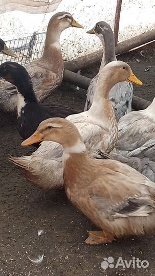 Голубой Фаворит и Агидель