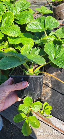 Рассада клубники Комрад победитель