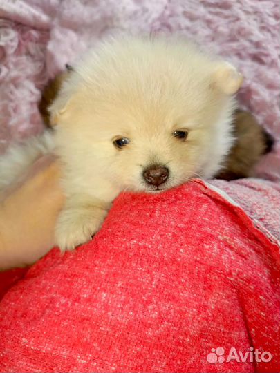 Померанский шпиц медвежьего типа