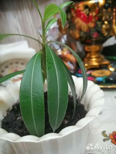 Олеандр махровый розовый