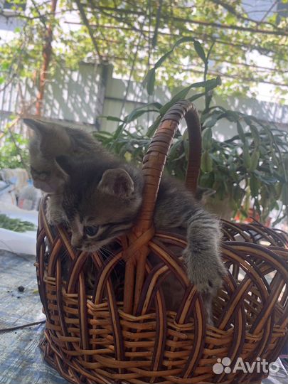 Кошка в дар