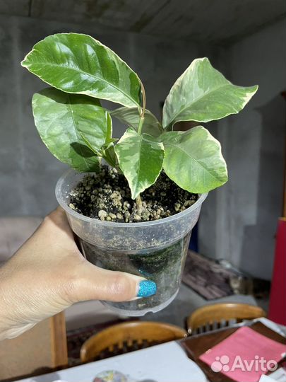 Лимон Пинк Эврика