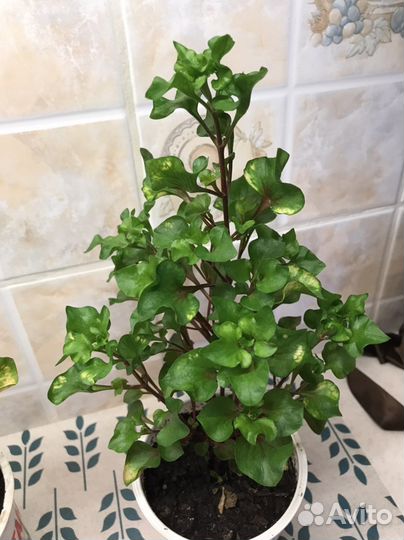 Альтернантера бетзикиана