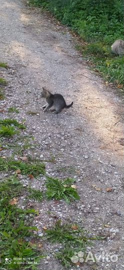 Котенок в добрые ручки. Девочка