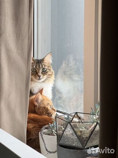 Передержка кошек