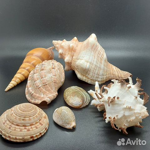 Набор морских раковин