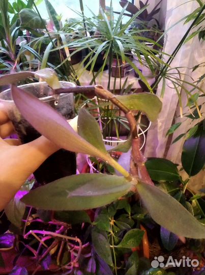 Традесканция