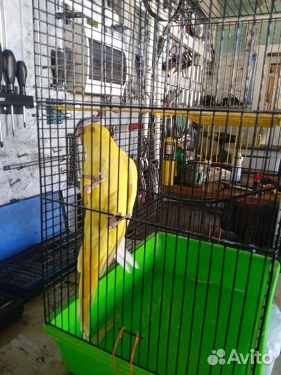 Попугай (потеряшка)