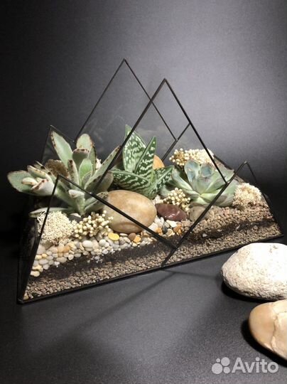 Мужской флорариум