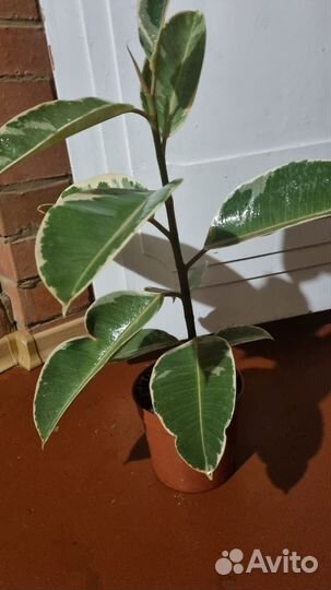 Фикус Тинеке