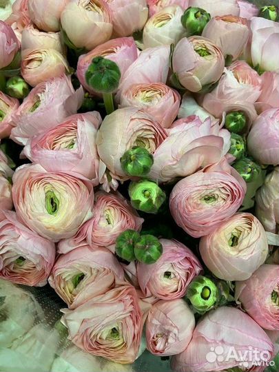 Букет из ранункулюсов цветы