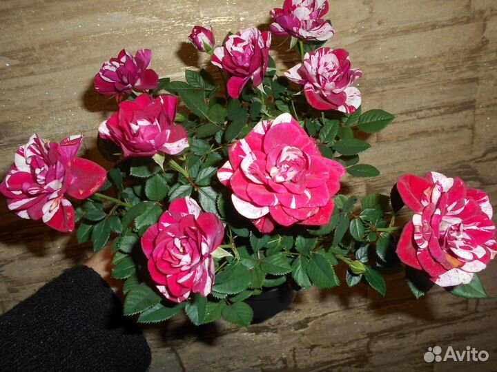 Молочай трехгранный