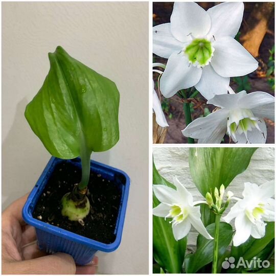 Луковичные растения