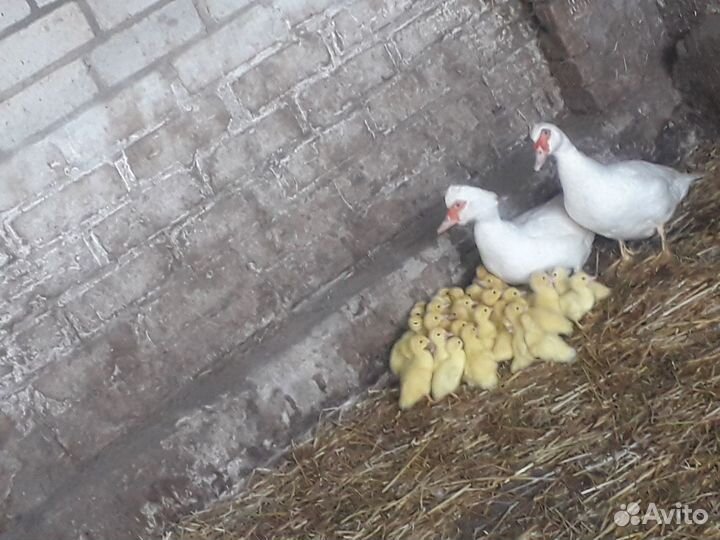 Индоутки мускусные