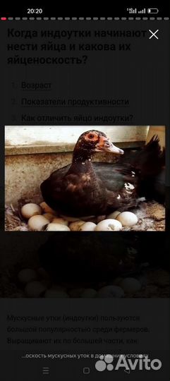 Пекинскинские утки