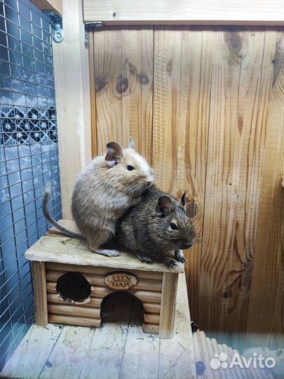 Белки дегу (Чилийская белка)