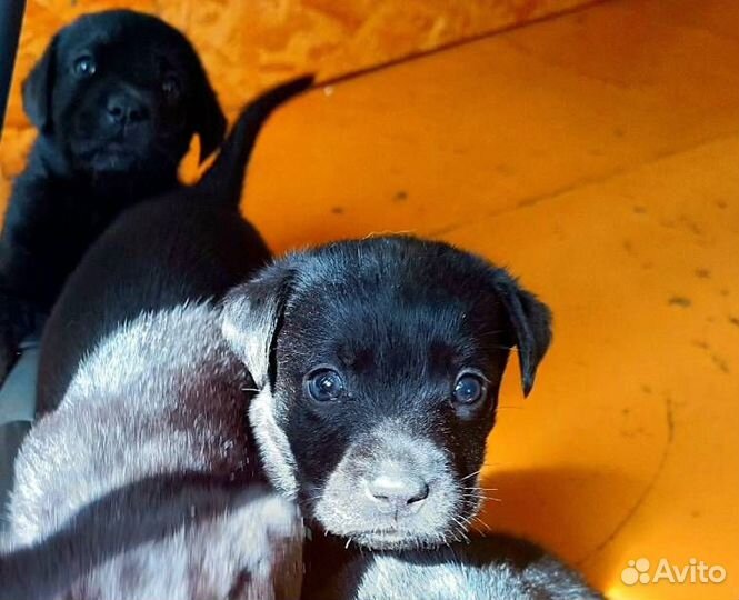 Щенки лабрадора