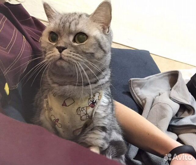 Ветеринарный врач.Грумер.Стрижка кошек и собак.кмв