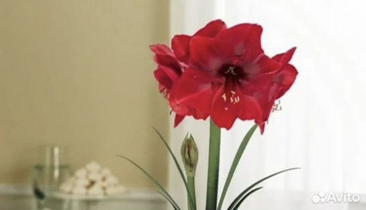Гиппеаструм, амариллис