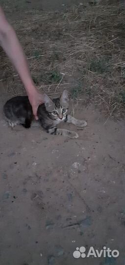 Котятам нужна помощь, они живут на дереве