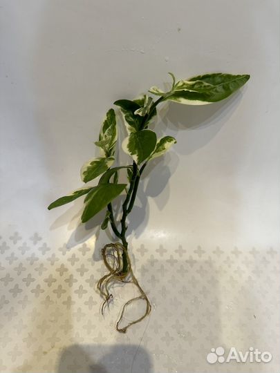 Полезный цветок педилантус (ростки)