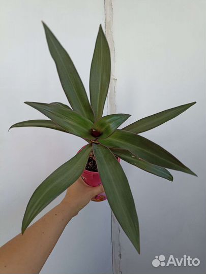 Традесканция рео