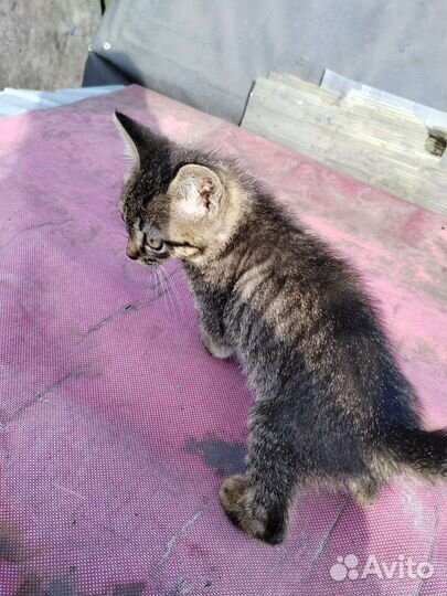 Котенок