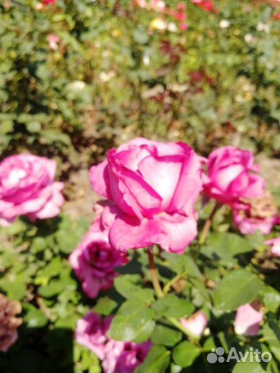 Саженцы роз
