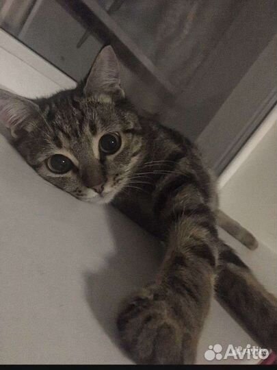 Британец на вязку