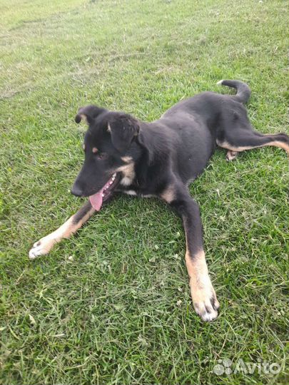 Собака в добрые руки