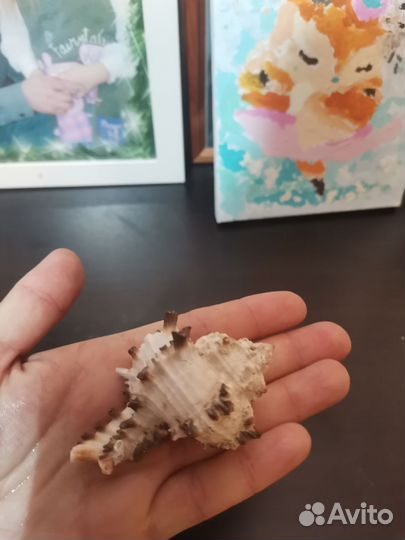 Морские ракушки раковины