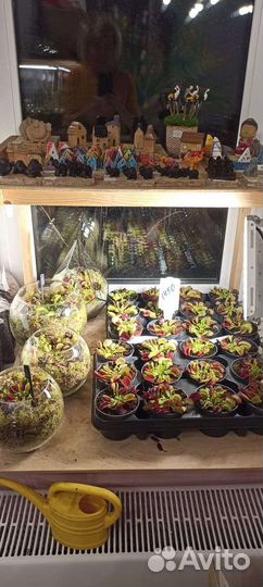 Венерина мухоловка (дионея)