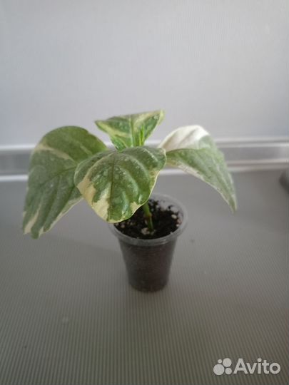 Комнатные растения