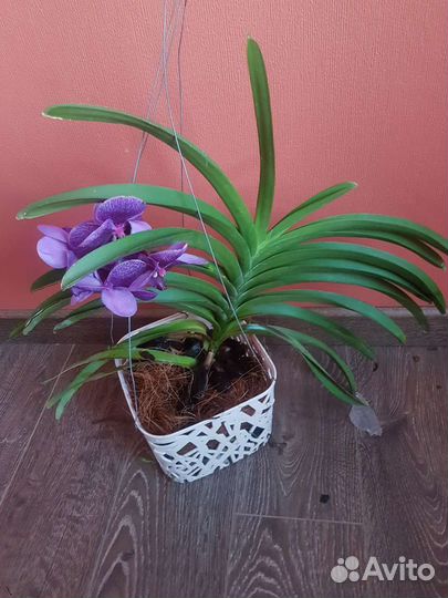 Орхидея ванда