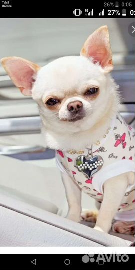 Передержка собак и выгул собак