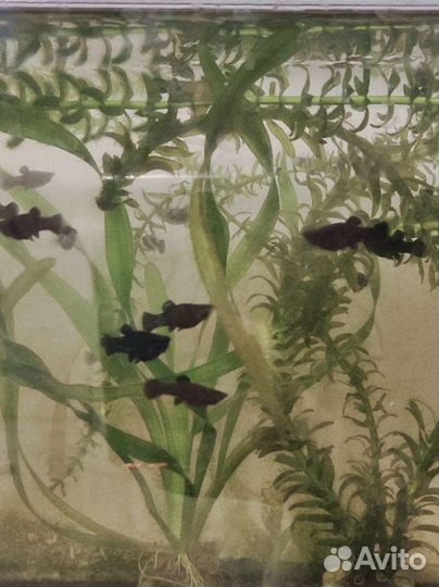 Рыбки моллинезия черная