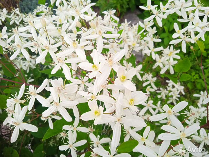 Клематис белое облоко