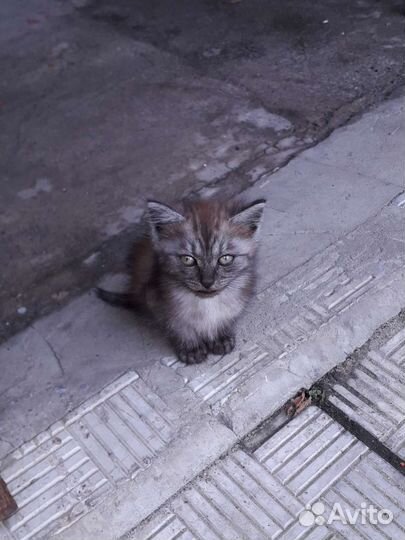 Котенок