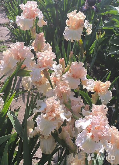 Ирисы высокие бородатые