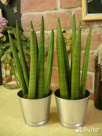 Антуриум оранжевый