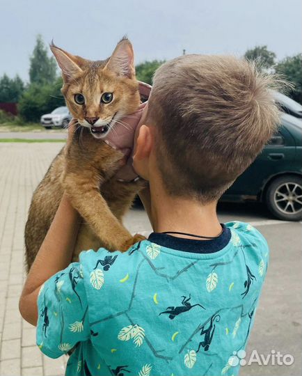 Фотосессия с кошками (бенгальская, сервал, чаузи)
