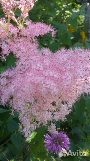 Садовые многолетники