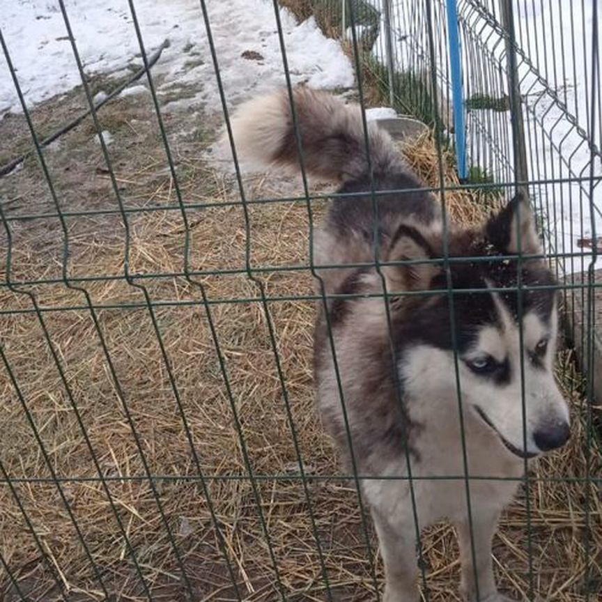 Собака в добрые руки сибирский хаски