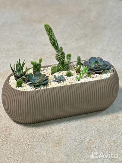 Флорариум суккуленты и кактусы