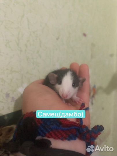 Крысята Дамбо